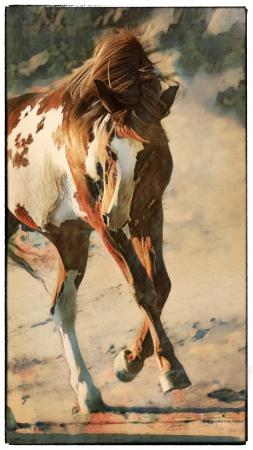 Longhorn Reflections by artist Claire Porter